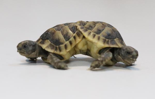 Turist buldu koruma altına alındı - Resim : 3