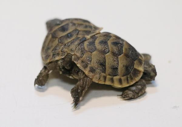 Turist buldu koruma altına alındı - Resim : 4