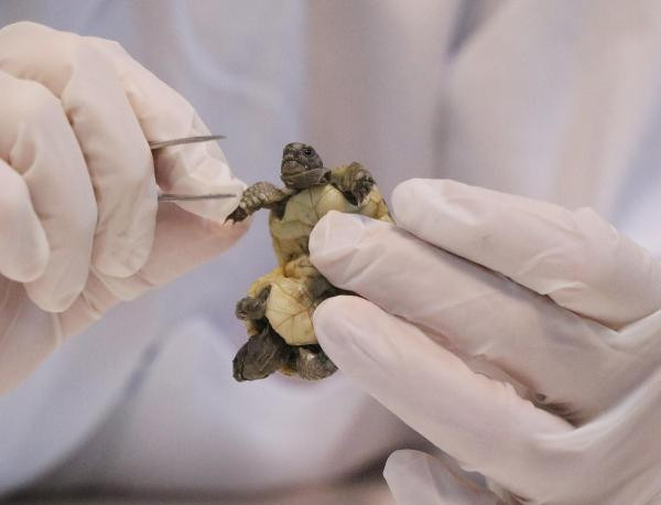 Turist buldu koruma altına alındı - Resim : 7