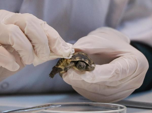 Turist buldu koruma altına alındı - Resim : 8