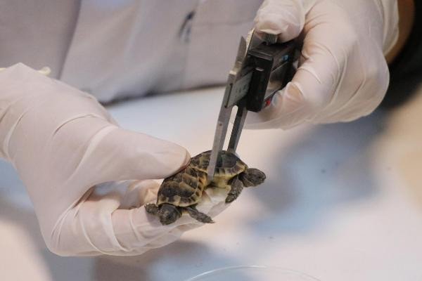 Turist buldu koruma altına alındı - Resim : 9