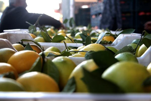 Kasanın fiyatı limonun fiyatını geçti - Resim : 1