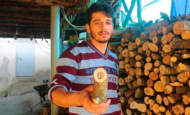 Trabzon'da odunu kesti bu defa ayı yavrusu figürü çıktı - Resim : 1