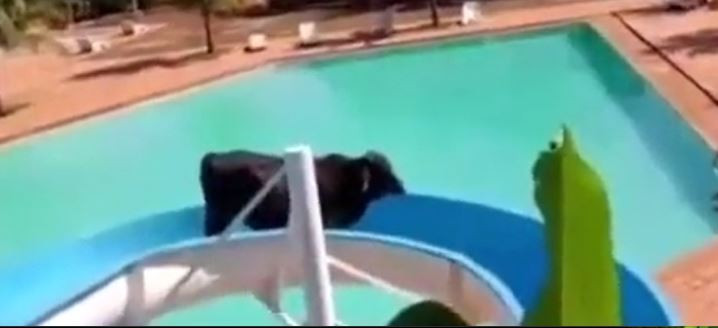 Kesilmekten kaçan öküz su kaydırağından kaydı - Resim : 1