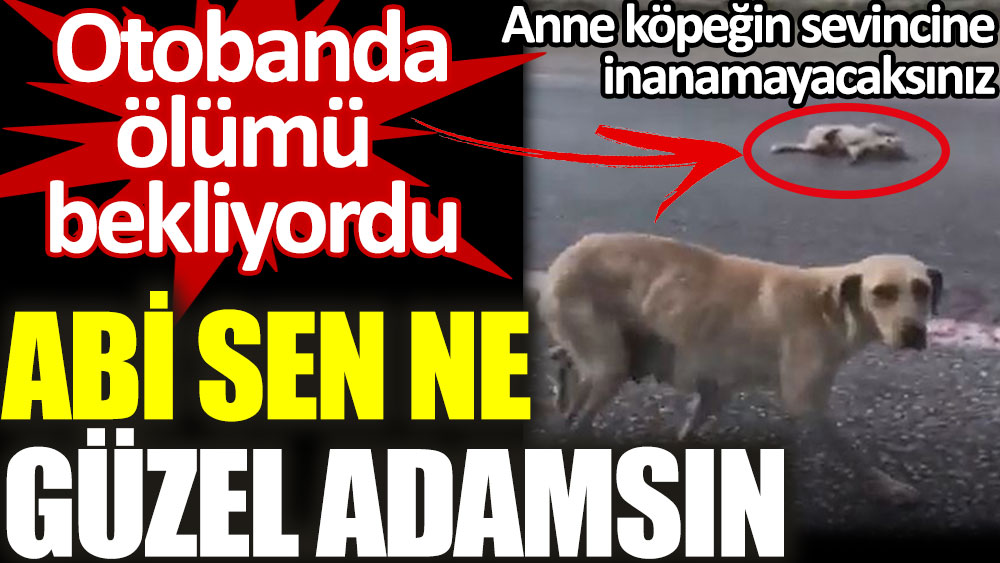 Abi Sen Ne Guzel Adamsin Otobanda Olumu Bekliyordu Anne Kopegin Sevincine Inanamayacaksiniz