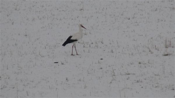 Göç etmeyen leyleğin kar keyfi - Resim : 2