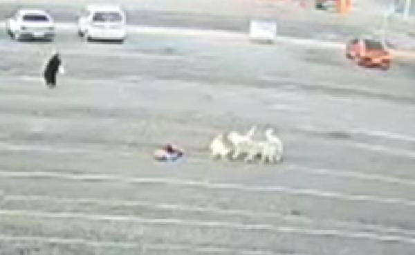 Köpeklerin öğrenciye saldırısı kamerada - Resim : 1