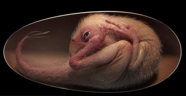 66 milyon yıllık dinozor embriyosu bulundu - Resim : 1