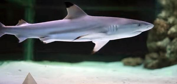 Diskotekteki köpek balığı hakkında yeni gelişme - Resim : 1