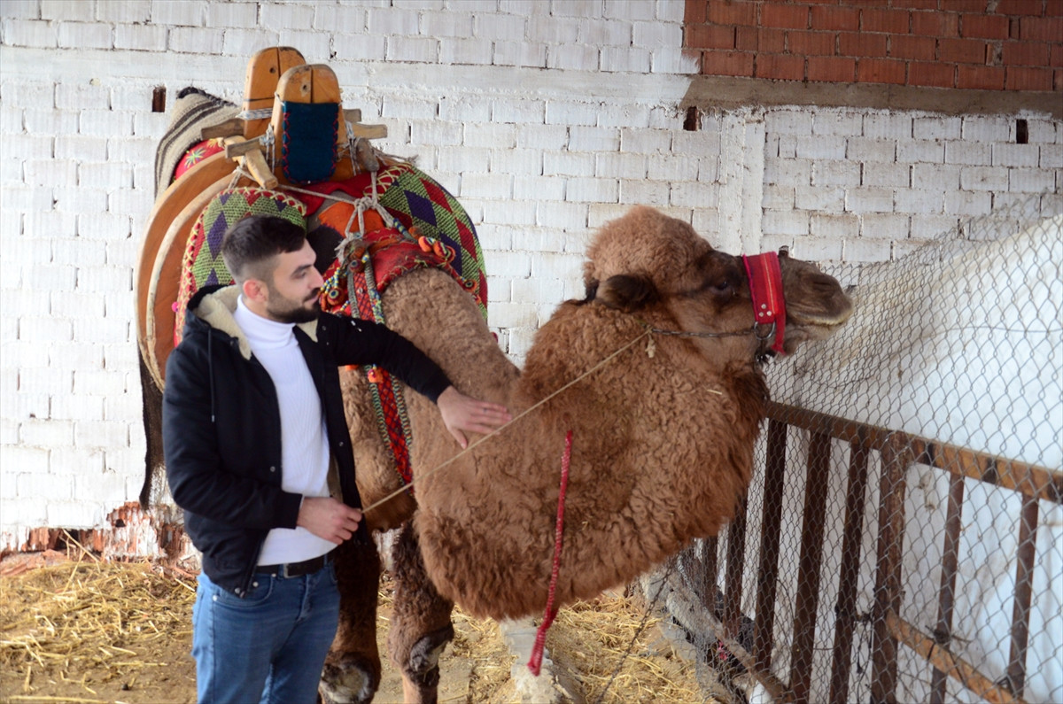 Haczedilen deve yediemine götürüldü - Resim : 2