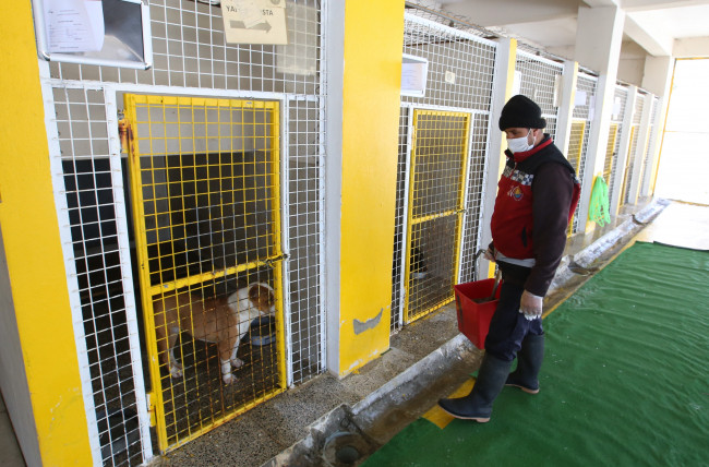 Van'da terk edilen 14 Pitbull barınağa alındı - Resim : 1