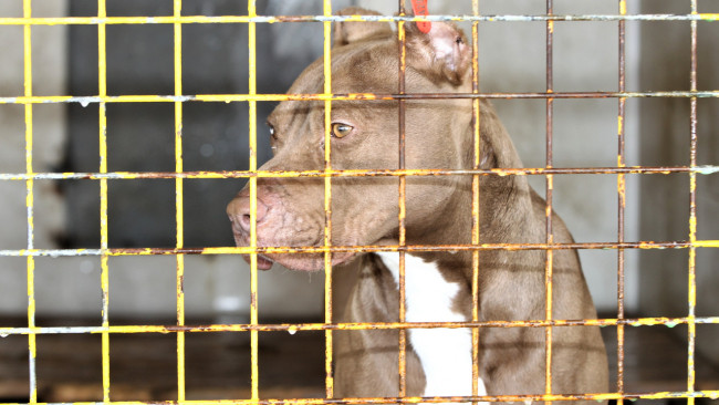 Van'da terk edilen 14 Pitbull barınağa alındı - Resim : 2