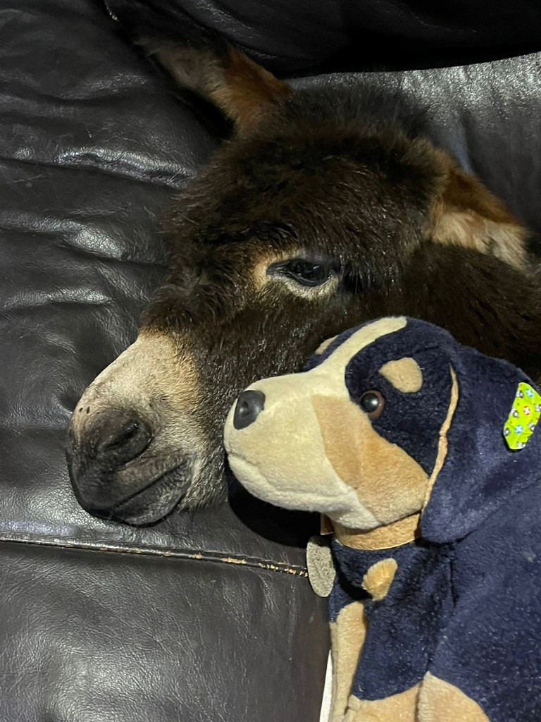 Annesi tarafından terk edilen sıpa kendini köpek sanıyor - Resim : 1