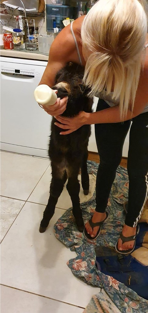 Annesi tarafından terk edilen sıpa kendini köpek sanıyor - Resim : 2