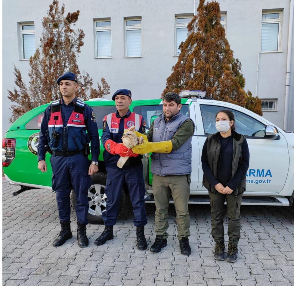 Yaralı şahin koruma altına alındı (01 Ocak 2022) - Resim : 1