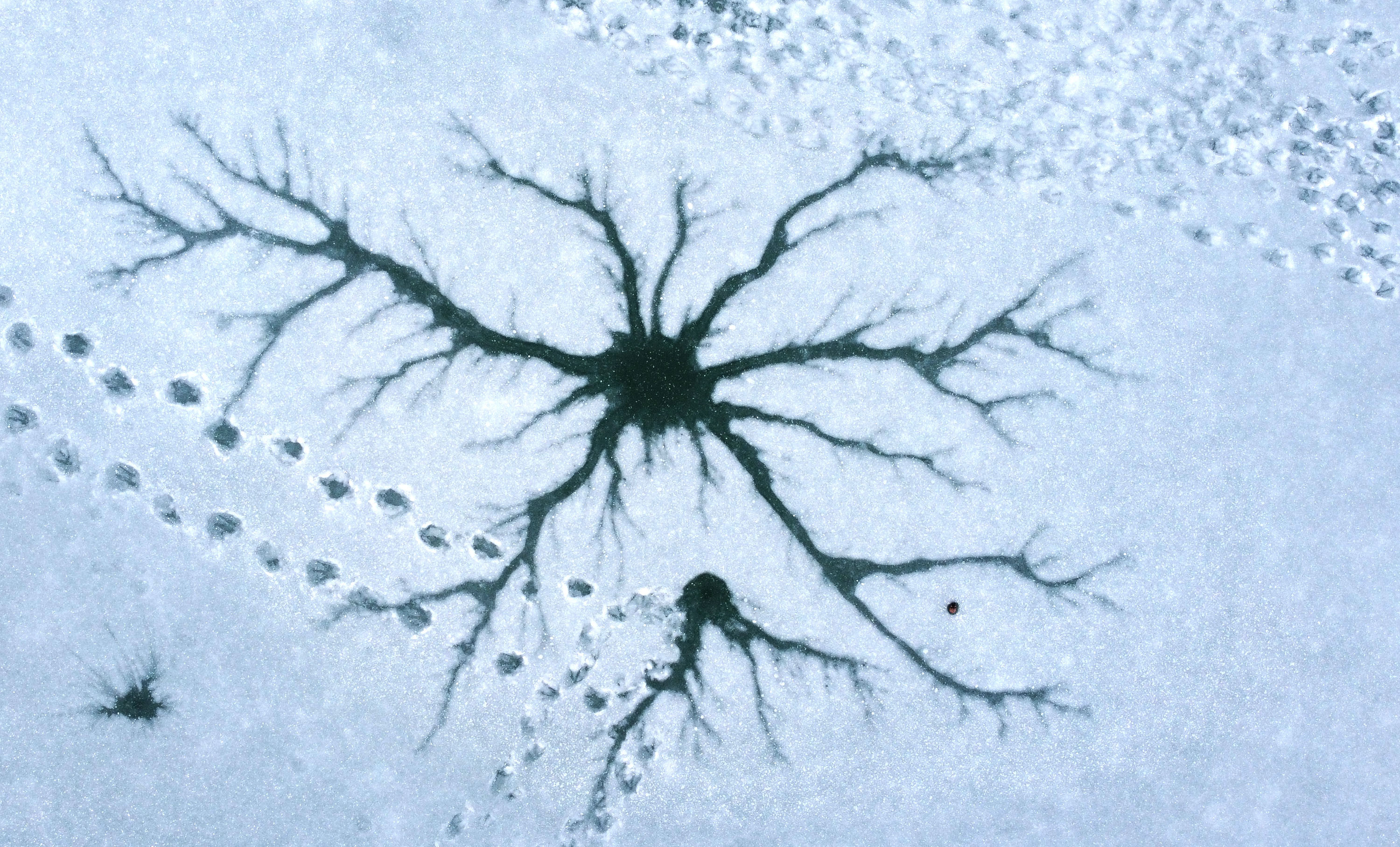 Sivas'ta, 74 yerleşim yerine kar nedeniyle ulaşılamıyor - Resim : 1