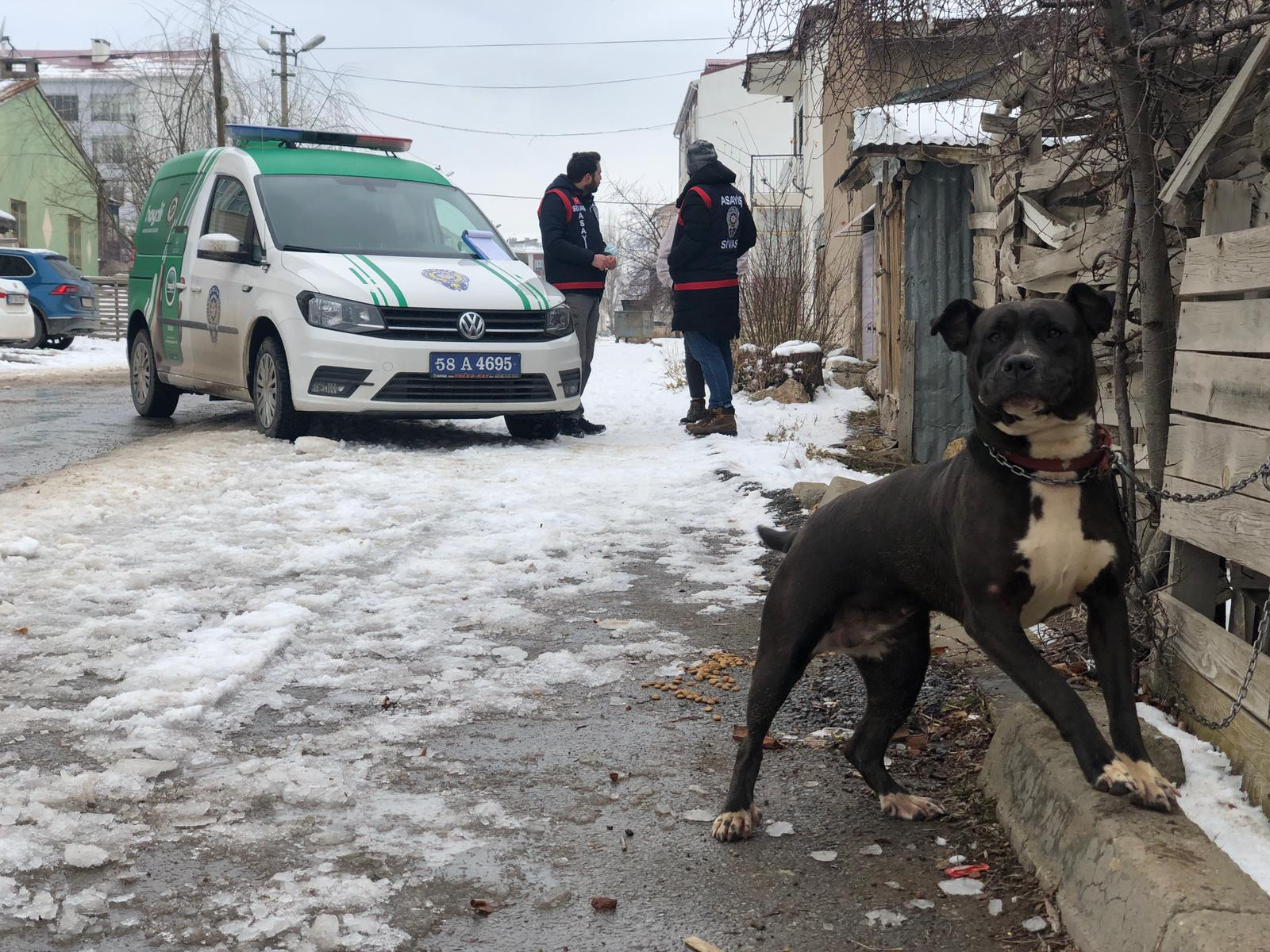 Sivas'ta okul çevresinde pitbull dolaştıran kişiye 14 bin 982 lira ceza - Resim : 2