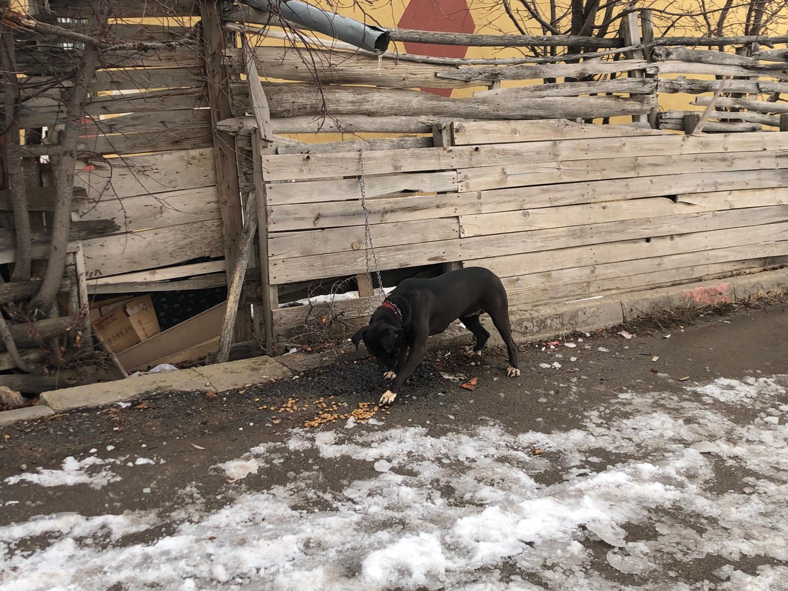 Sivas'ta okul çevresinde pitbull dolaştıran kişiye 14 bin 982 lira ceza - Resim : 4