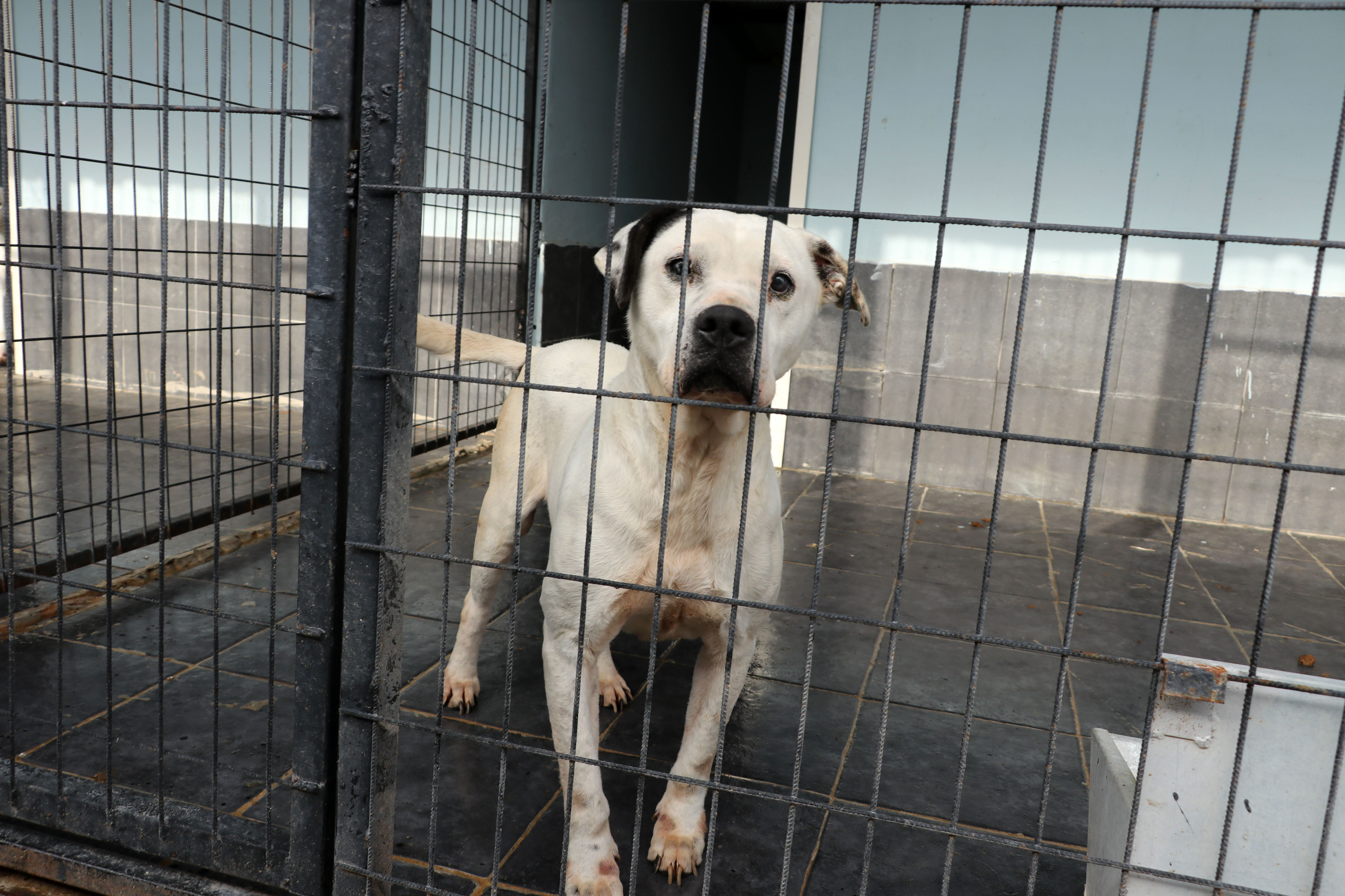 'Yasaklı ırk’ dramı - Resim : 3