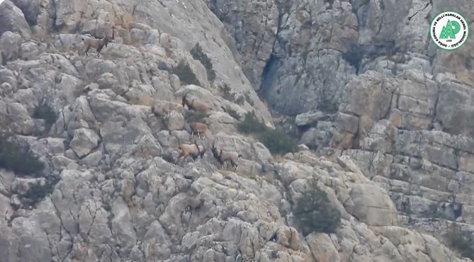 Yaban keçilerinin kavgası kamerada - Resim : 1