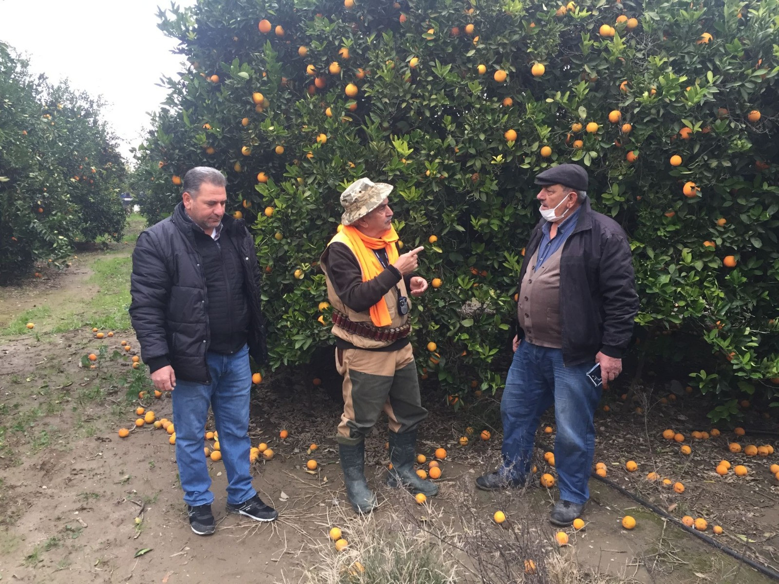 Domuzlar adanalı çiftçileri canlarından bezdirdi - Resim : 3