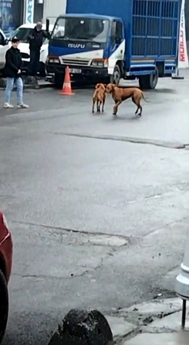 Köpeklerin kovaladığı kurye kaza yaptı - Resim : 2
