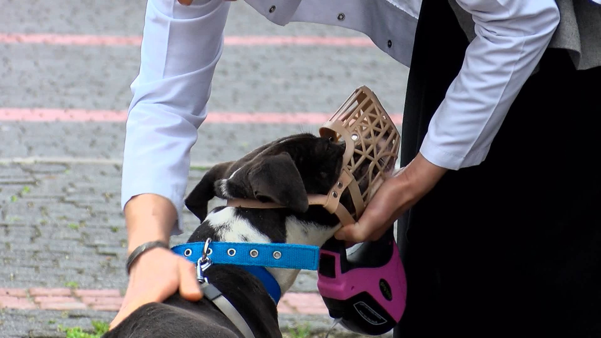 Barınaklar Pitbull ile doldu taştı - Resim : 1