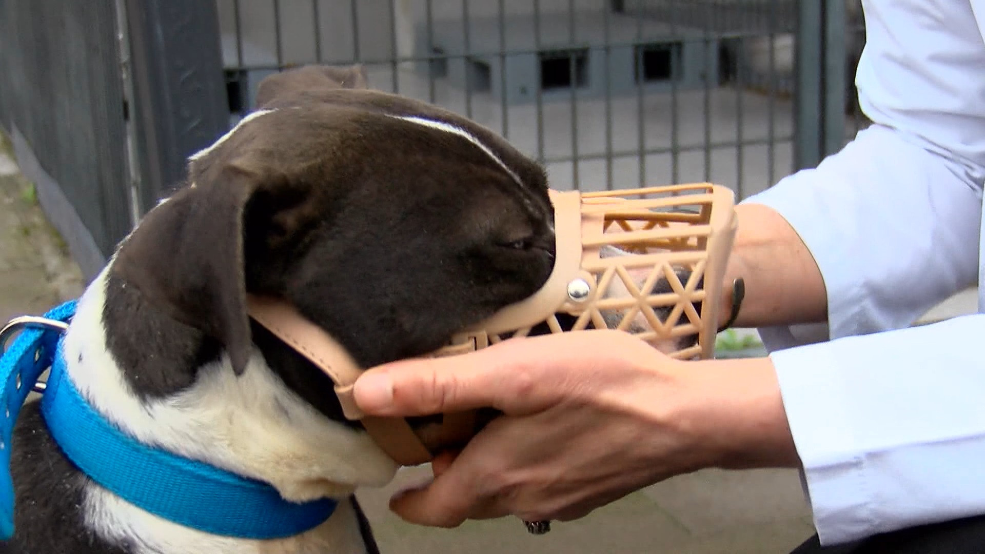 Barınaklar Pitbull ile doldu taştı - Resim : 8