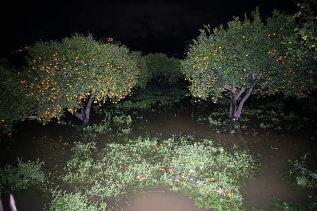 Muğla'yı sağanak vurdu: Ev ve tarım arazileri sular altında kaldı - Resim : 11