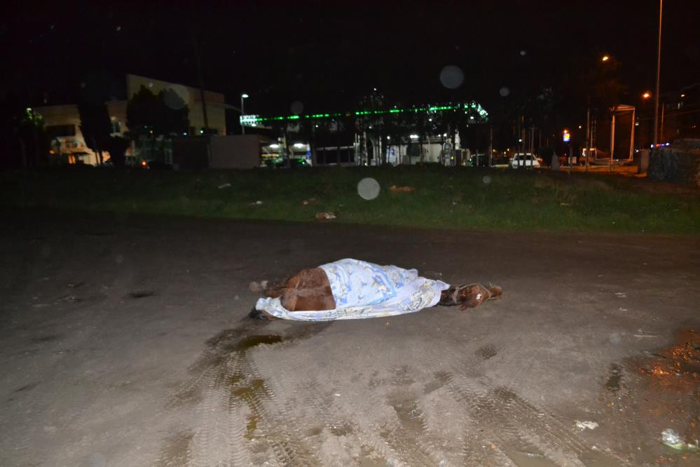 Vicdansızlar atı ölüme terk etti - Resim : 2