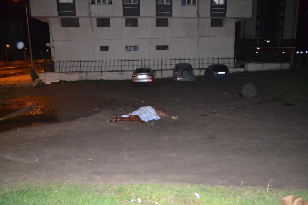 Vicdansızlar atı ölüme terk etti - Resim : 3