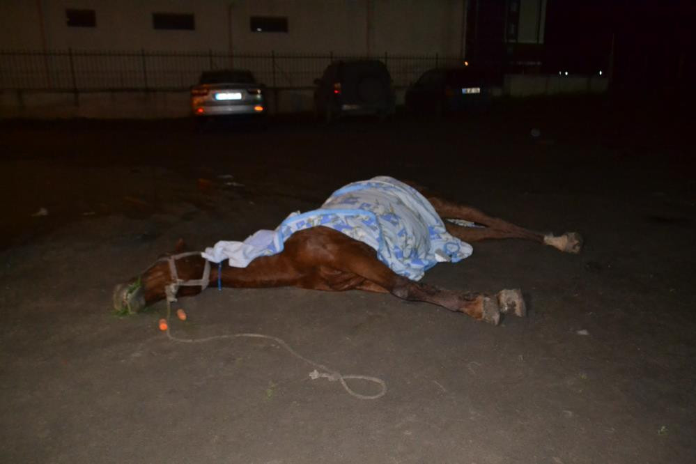 Vicdansızlar atı ölüme terk etti - Resim : 4