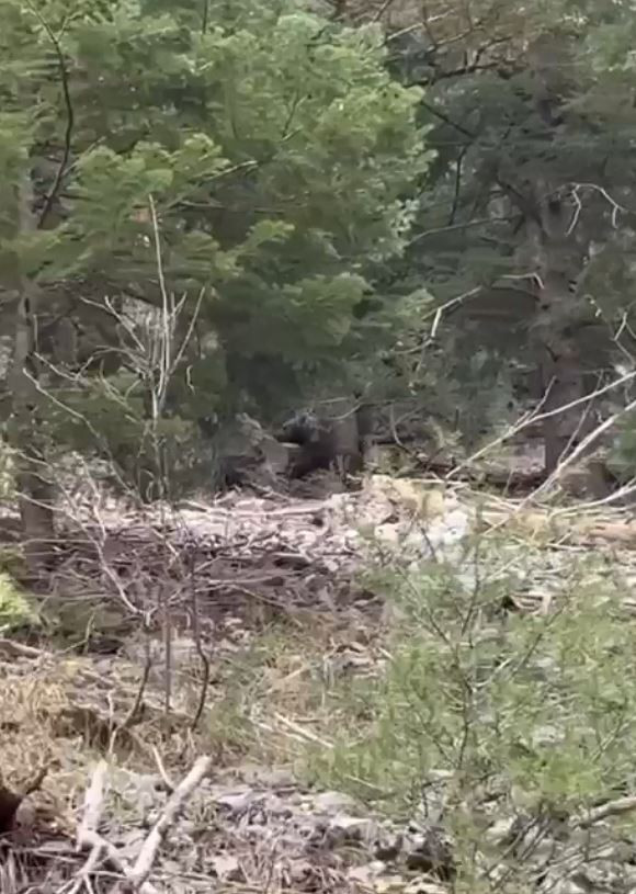 Çalıların arasından aniden çıktı vatandaşlar dondu kaldı - Resim : 1