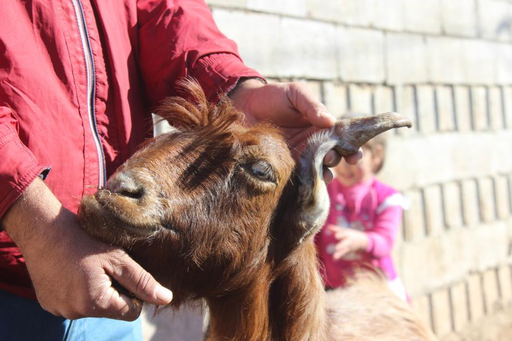 10 yaşındaki keçinin boynuzu kulağı geçti - Resim : 1