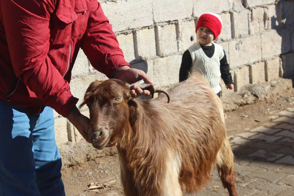 10 yaşındaki keçinin boynuzu kulağı geçti - Resim : 4