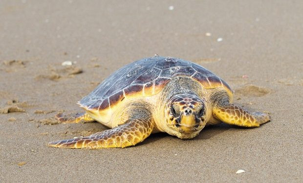 Caretta carettaların bu yıl keyfi yerinde olacak. - Resim : 1