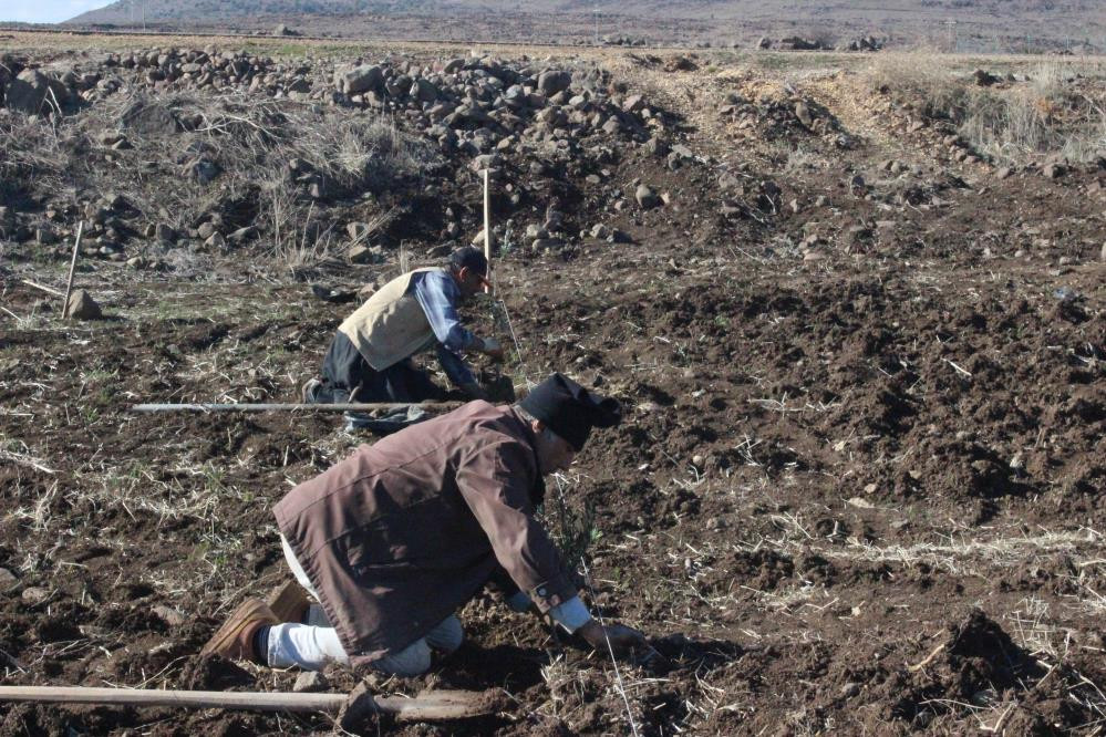 Çiftçilerin umudu zeytin ve fıstıkta - Resim : 2