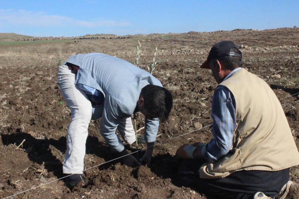 Çiftçilerin umudu zeytin ve fıstıkta - Resim : 3