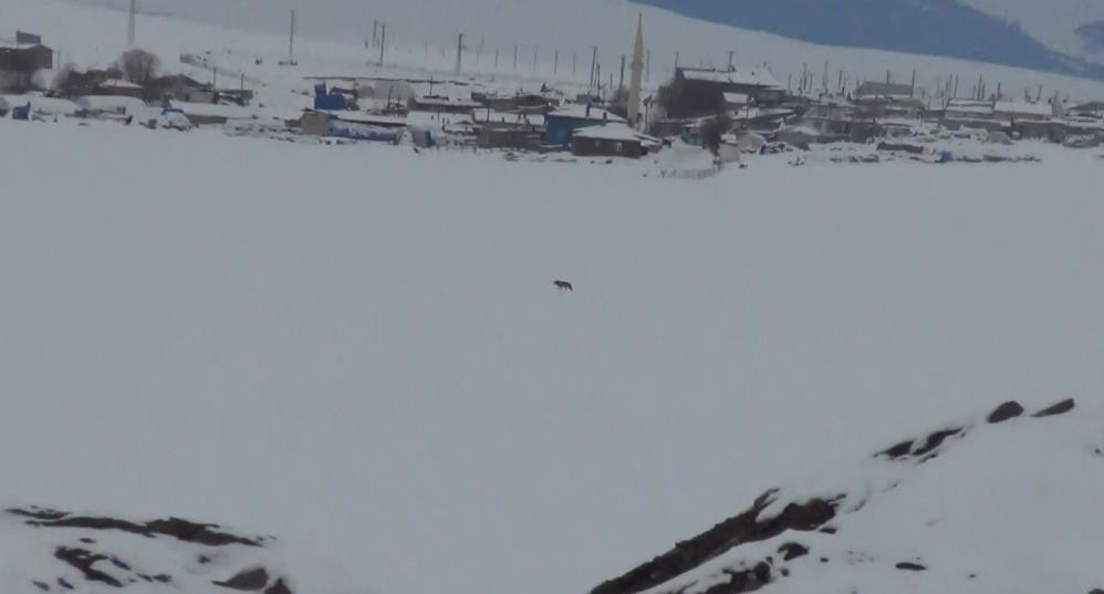 Kars’ta aç kalan kurt korku saçtı - Resim : 1