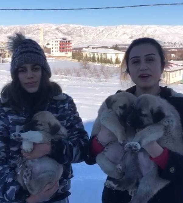 Soğukta aç kalan köpeklere baba ve kızı sahip çıktı - Resim : 1