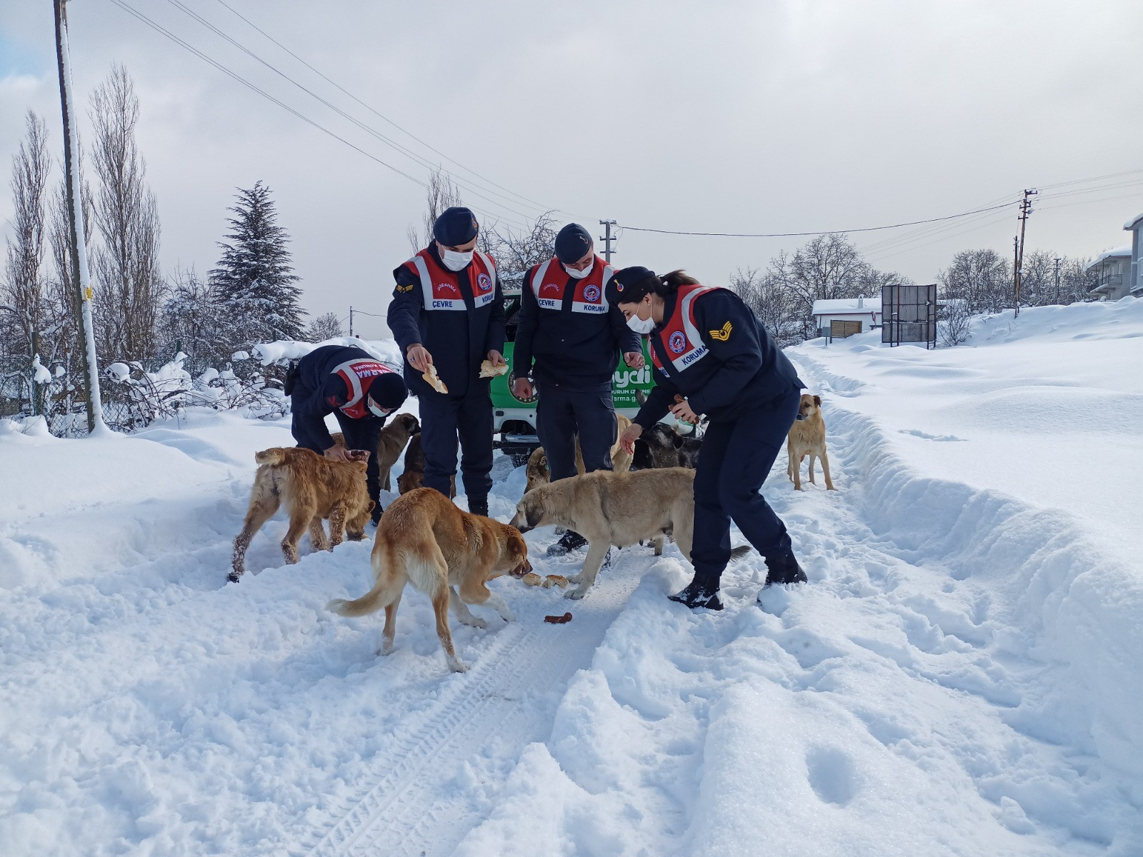 Yem bulmakta zorluk çeken hayvanlar unutulmadı - Resim : 1