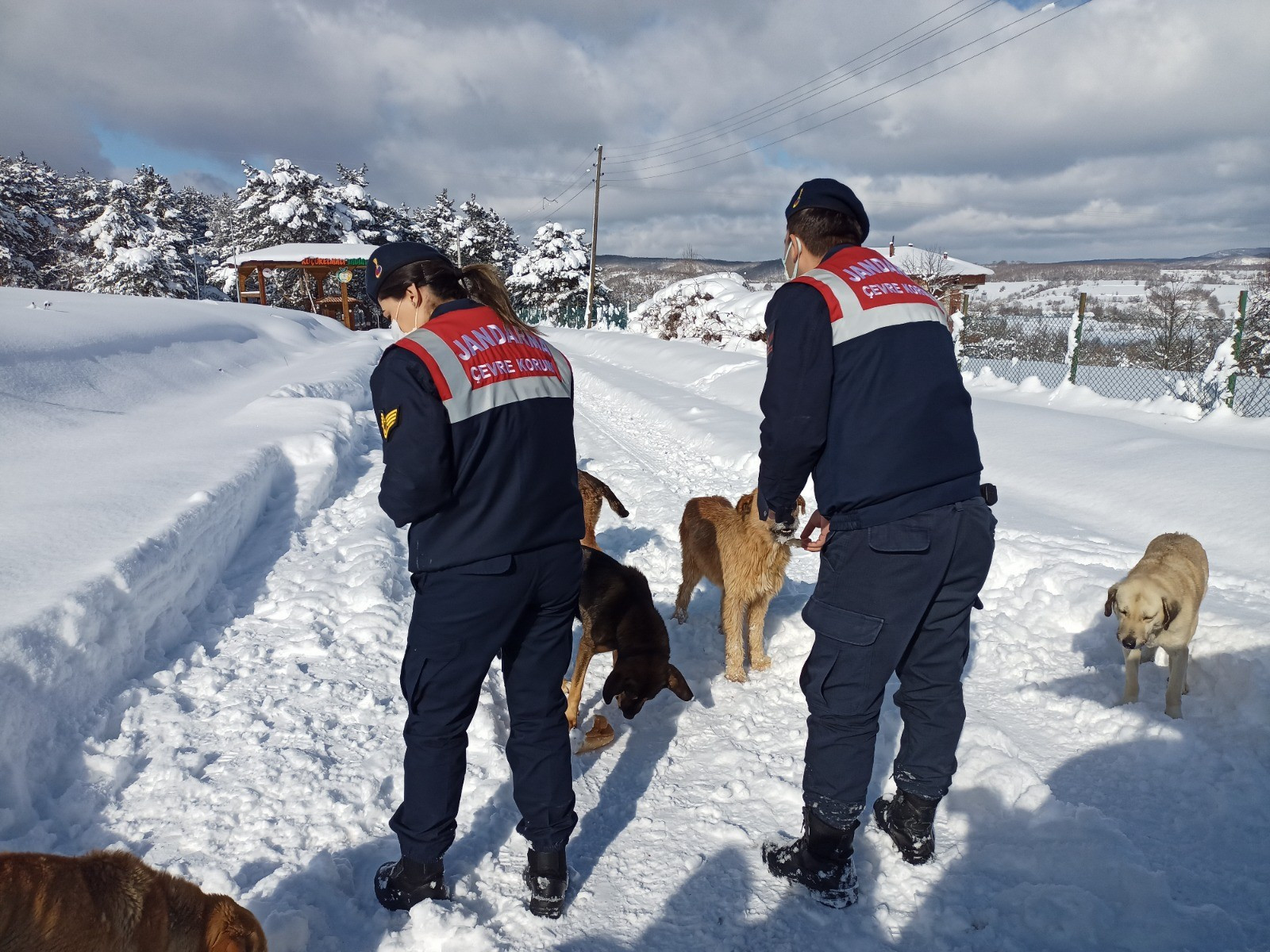 Yem bulmakta zorluk çeken hayvanlar unutulmadı - Resim : 3