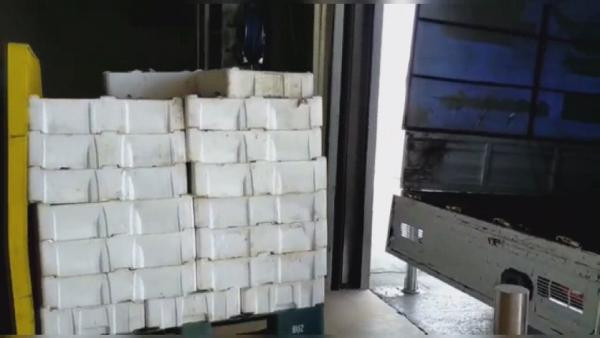 Boy yasağına uymayan Balıkçılara ceza - Resim : 1