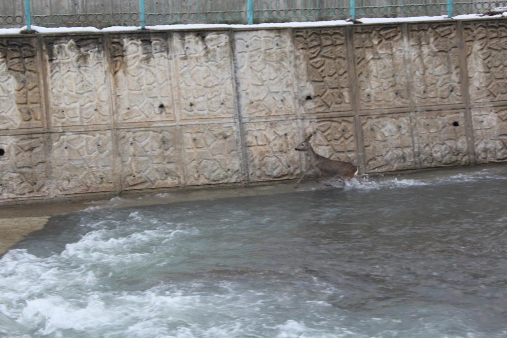 Karacaların çaresizliği - Resim : 2