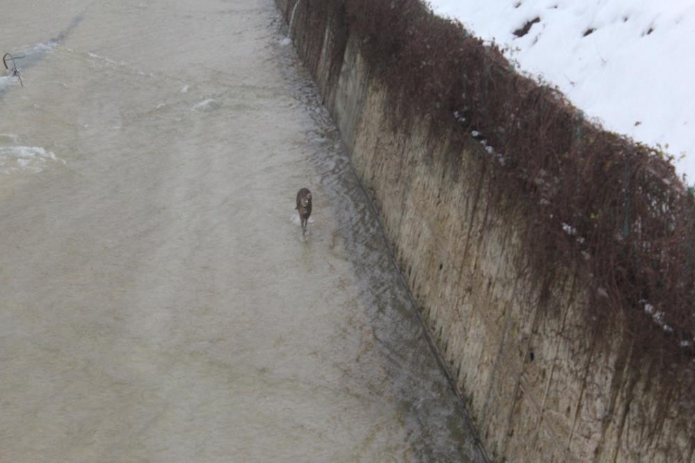 Karacaların çaresizliği - Resim : 5