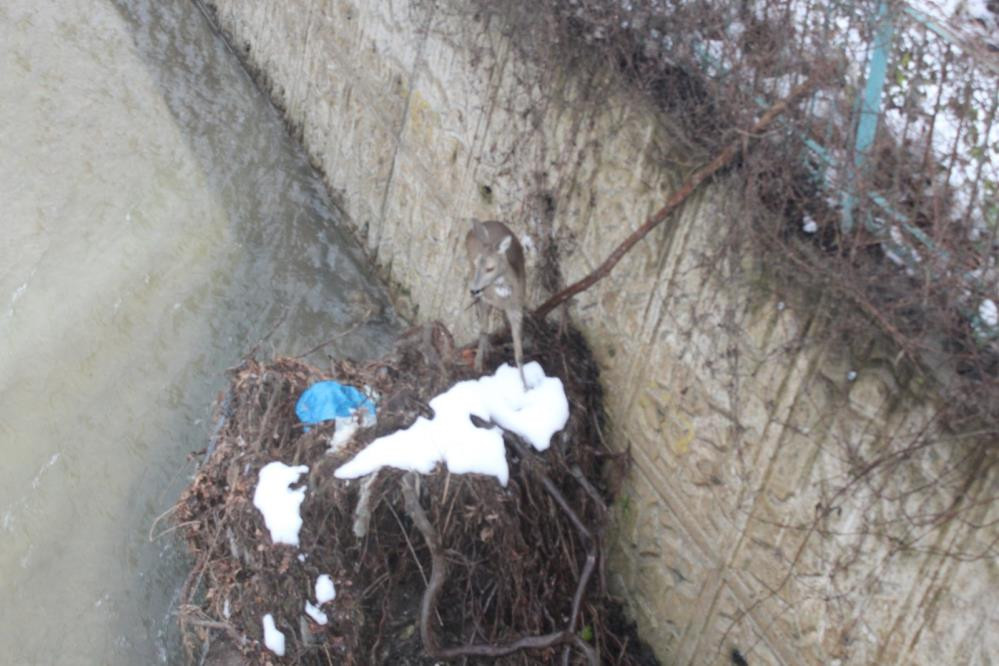 Karacaların çaresizliği - Resim : 7