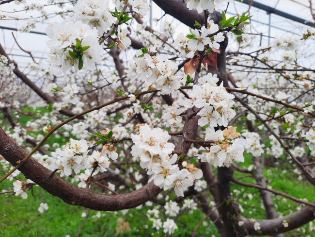 Mersin'de örtü altı erik ağaçları çiçek açtı - Resim : 1
