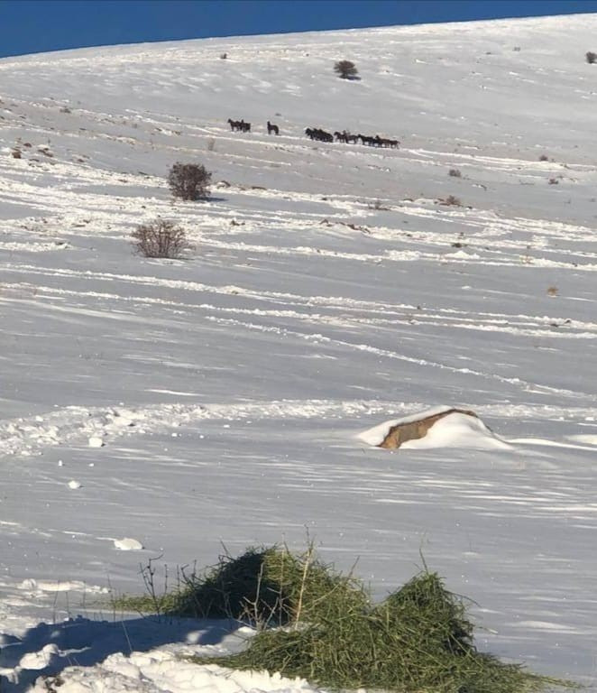 Sivas'taki yılkı atları nefes kesti - Resim : 2