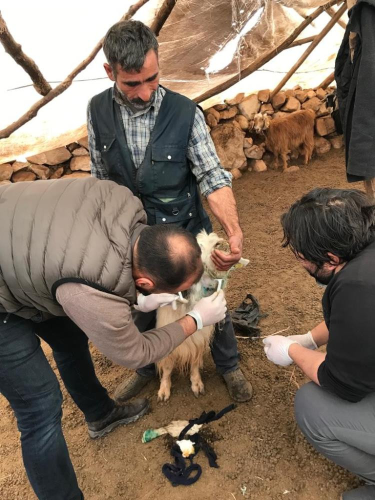 Aç kurtlar keçilere saldırdı - Resim : 2