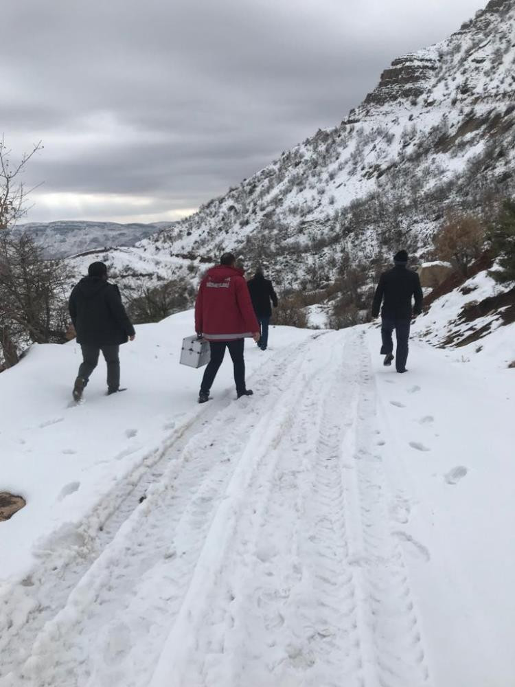 Aç kurtlar keçilere saldırdı - Resim : 3